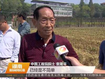 袁隆平团队在长沙种植超级稻示范亩产突破1000公斤
