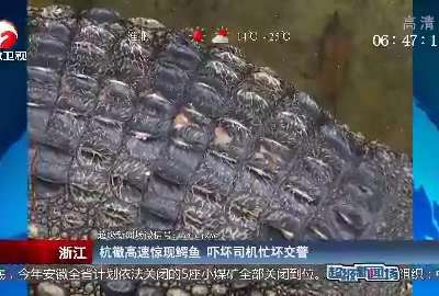 [视频]杭徽高速惊现鳄鱼 吓坏司机忙坏交警