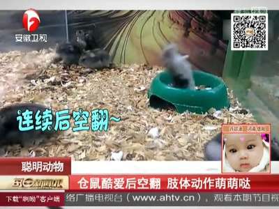 [视频]仓鼠酷爱后空翻 肢体动作萌萌哒
