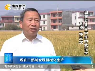 安仁：双季超级稻 亩产达510公斤