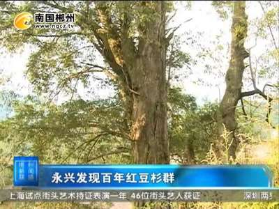 郴州：永兴发现百年红豆杉群