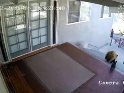 [视频]两只棕熊闯民宅 被彪悍斗牛犬追咬屁滚尿流落荒而逃