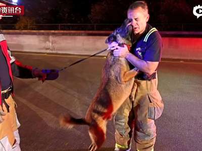 [视频]暖心现场：狗狗被洪水冲走 获救后向恩人送吻