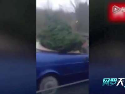  [视频]滑稽！英司机开敞篷车冒大雨载圣诞树回家