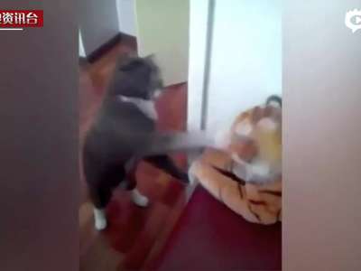 [视频]愤怒猫咪狂扁玩具虎 左右开弓似专业拳击手