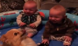 汪星人为逗主人笑 也是蛮拼的