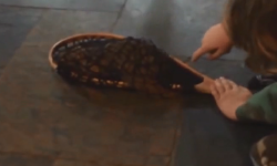 松鼠突然闯入  吓哭宝宝了！