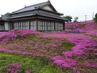 老人为盲妻种出花海