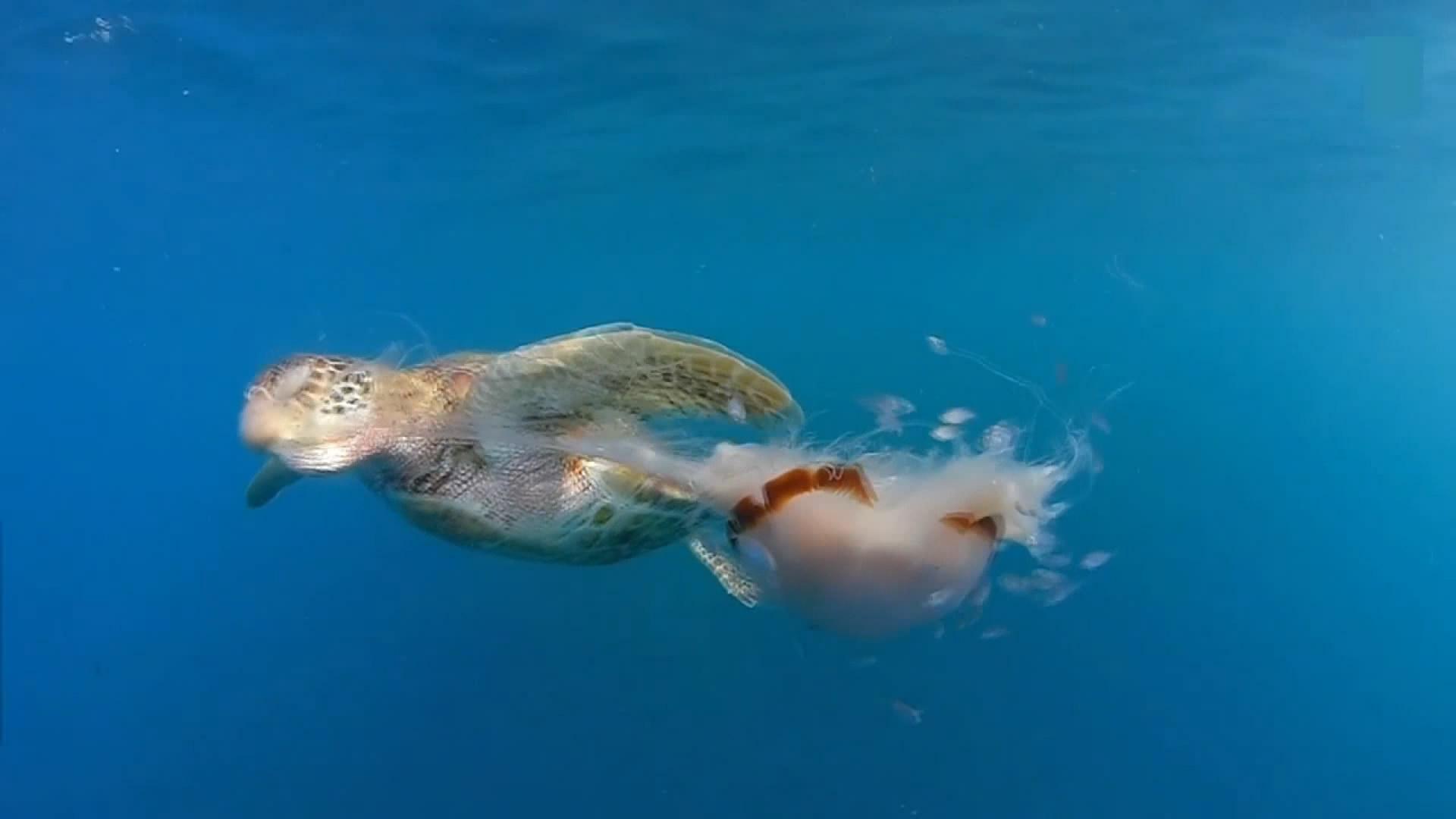 一只海龟享用呛辣水母 有毒水母吃得津津有味