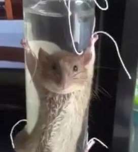 [视频]成都大妈抓住老鼠 将其绑在杯子上拷问