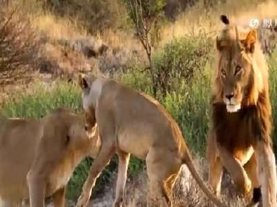 [视频]非洲草原上演河东狮吼 母狮暴揍老公吓跑“小三”