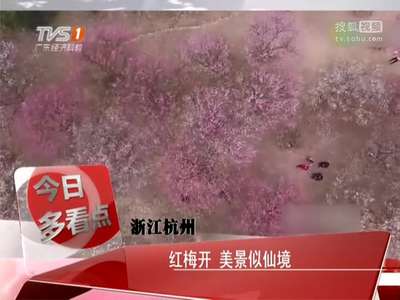[视频]红梅开 美景似仙境