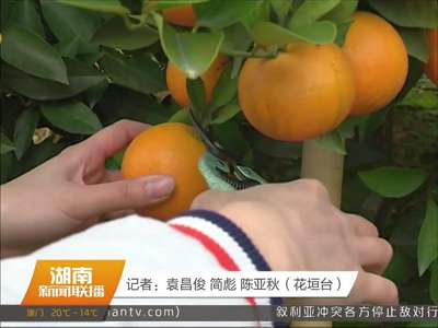 湘西花垣：“晚香蜜橙”红了