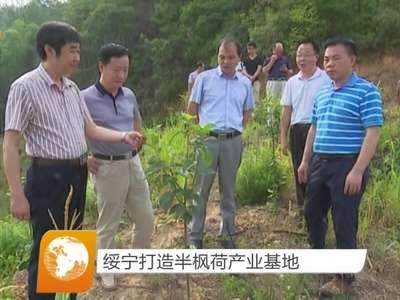 绥宁打造半枫荷产业基地