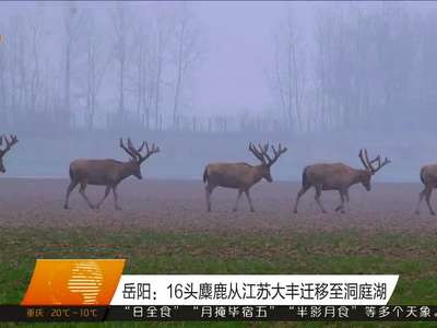 岳阳：16头麋鹿从江苏大丰迁移至洞庭湖
