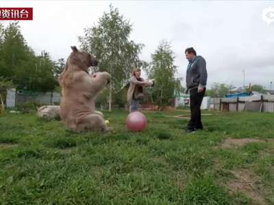 [视频]俄罗斯夫妇养23岁大熊当宠物 每日同桌进餐