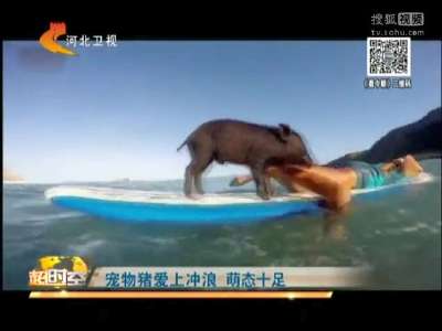 [视频]宠物猪爱上冲浪 萌态十足