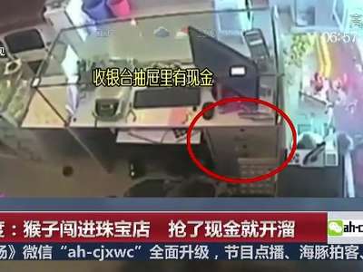 [视频]印度：猴子闯进珠宝店 抢了现金就开溜