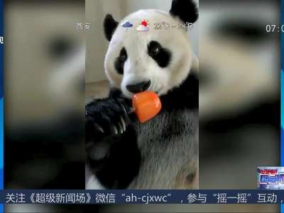 [视频]萌萌哒！熊猫过三伏吃冰棒来降温
