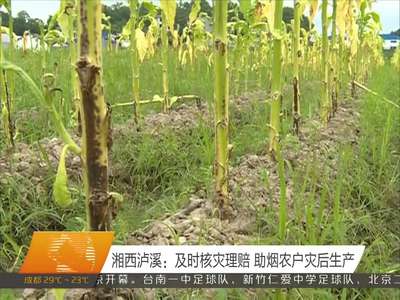 湘西泸溪：及时核灾理赔 助烟农户灾后生产