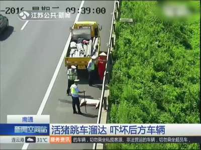 [视频]活猪高速跳车逆行 地面温度高达60度被热死
