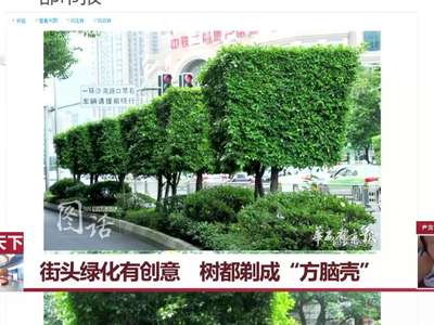 [视频]好方！成都街头绿化树集体剃成“方脑壳”