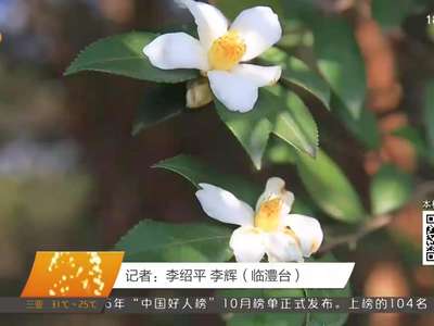 常德临澧：26万亩油茶花开