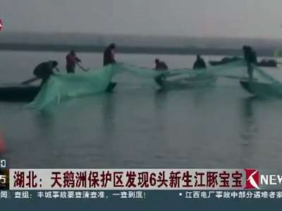 [视频]天鹅洲保护区发现6头新生江豚宝宝