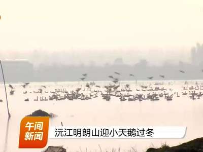 沅江明朗山迎小天鹅过冬