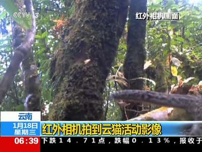[视频]云南：红外相机拍到云猫活动影像