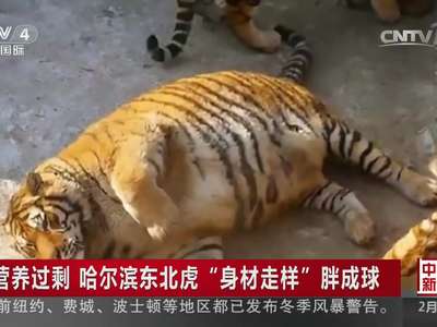 [视频] 营养过剩 哈尔滨东北虎“身材走样”胖成球