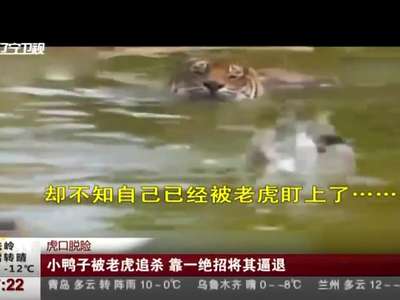 [视频]小鸭子被老虎追杀 靠一绝招将其逼退