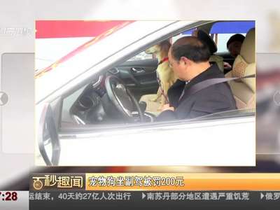 [视频]宠物狗坐副驾被罚200元