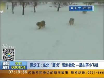[视频]黑龙江：东北“胖虎”雪地撒欢 一掌击落小飞机