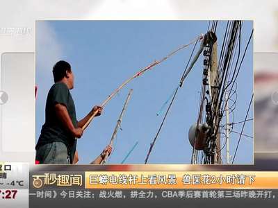 [视频]巨蟒电线杆上看风景 兽医花2小时请下