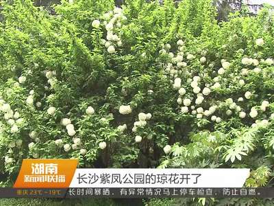 长沙紫凤公园的琼花开了