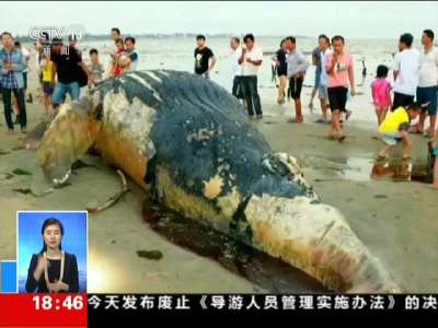 [视频]新闻现场·海南：海滩现鲸鱼尸体 死亡原因待查