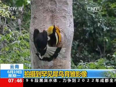 [视频]云南：拍摄到罕见犀鸟育雏影像