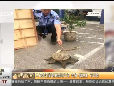 [视频]八旬老汉菜地里捡到大龟 专家：别放生 可以吃