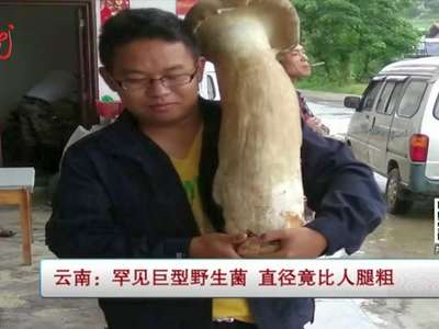 [视频]云南：罕见巨型野生菌 直径竟比人腿粗