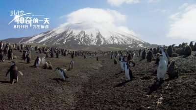 《地球：神奇的一天》企鹅与独角鲸幕后特辑