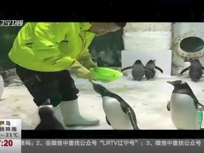 [视频]秀恩爱：南极企鹅在大连“恋爱”了