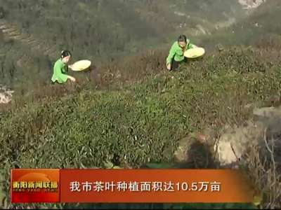 衡阳市茶叶种植面积达10.5万亩