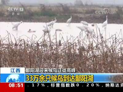 [视频]鄱阳湖迎来候鸟迁徙高峰 33万余只候鸟到达鄱阳湖