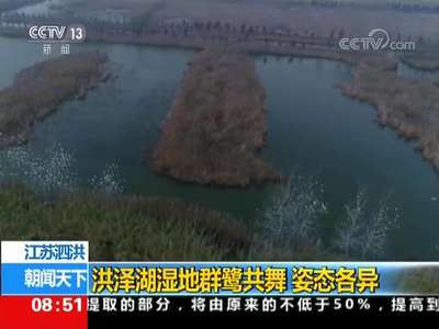 [视频]江苏泗洪 洪泽湖湿地群鹭共舞 姿态各异