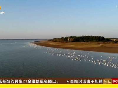 岳阳临湘黄盖湖湿地 迎来观鸟“黄金季”