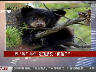 [视频]养“狗”半年 发现是只“熊孩子”