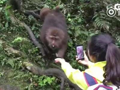 [视频]女游客峨眉山喂猴拍照 手机被猴子抢走