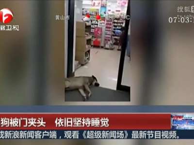 [视频]狗狗被门夹头 依旧坚持睡觉