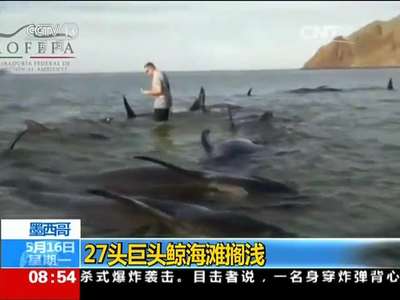 [视频]墨西哥：27头巨头鲸海滩搁浅